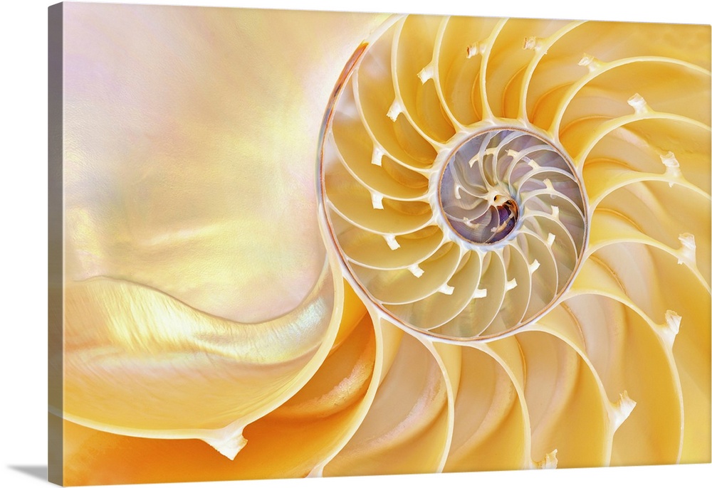 Close-up of a nautilus shell revealing its intricate patterns, textures, and details.