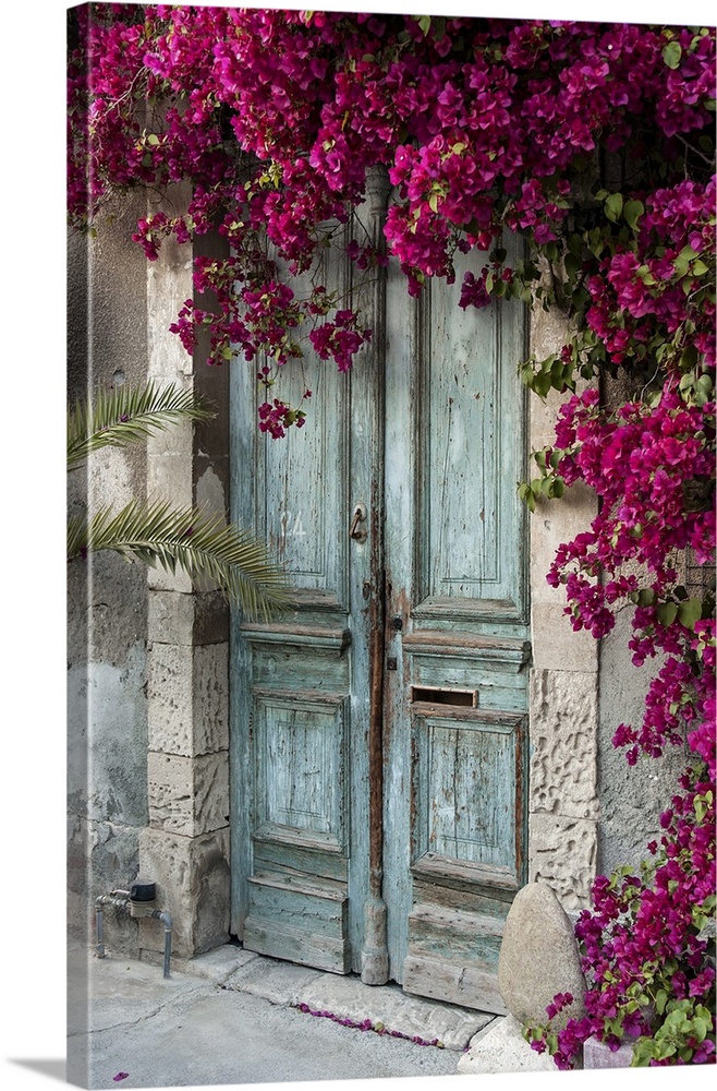 Old wooden door with bougainvillea in Cyprus.