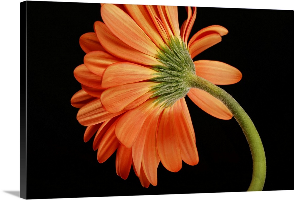 Beautiful orange flower, gerberas, black background.