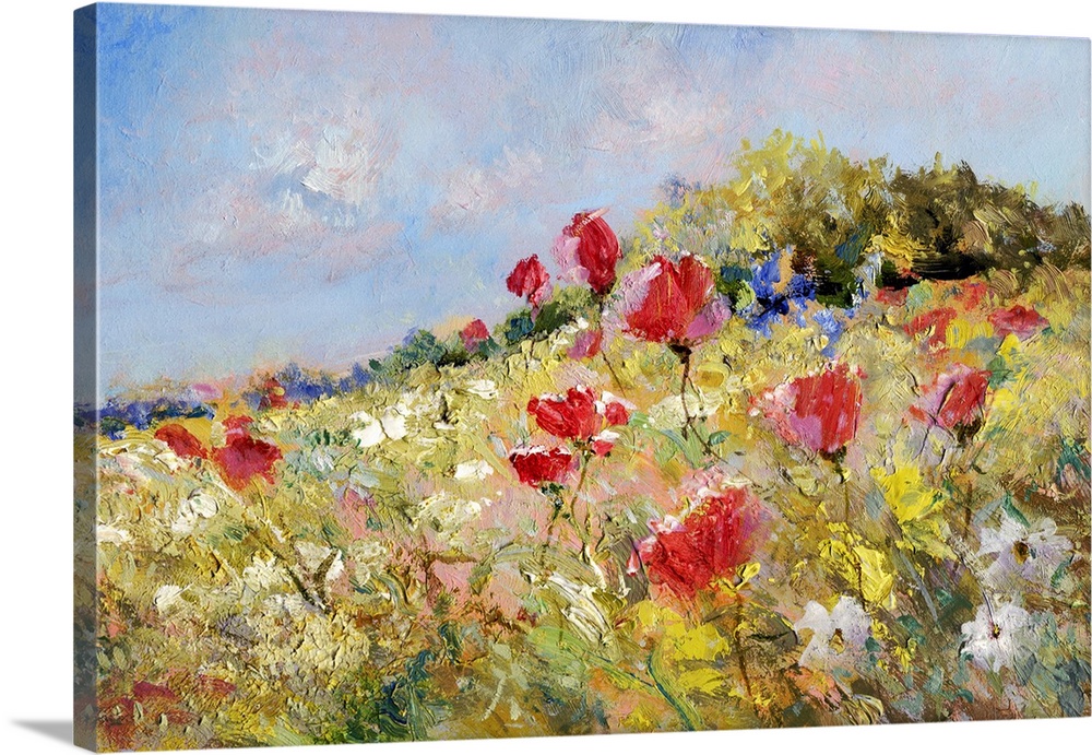 Red poppies and white marguerites on a summer meadow.