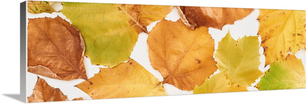 Panoramic shot of bright yellow leaves of maple isolated on white.