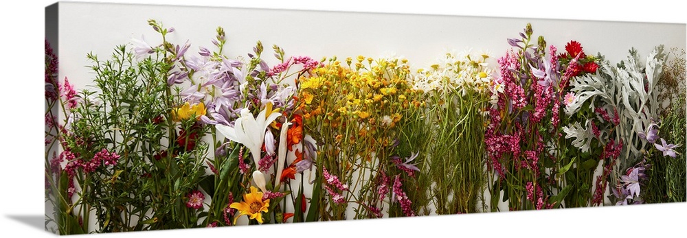 Panoramic shot of bunches of diverse wildflowers on white background.