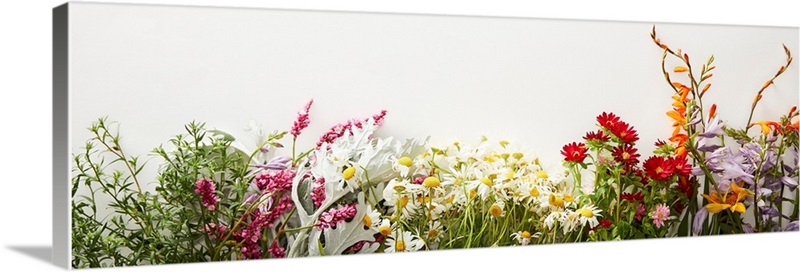 Panoramic Shot Of Bunches Of Diverse Wildflowers On White Background ...