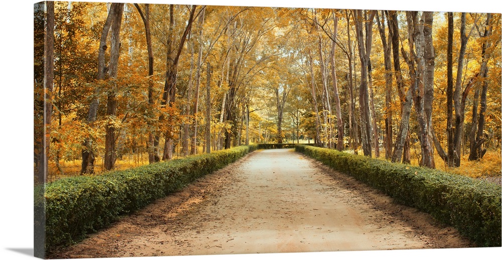 Panoramic pathway in beautiful autumn park landscape.