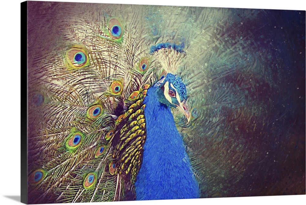 Peacock portrait. Originally a drawn illustration.