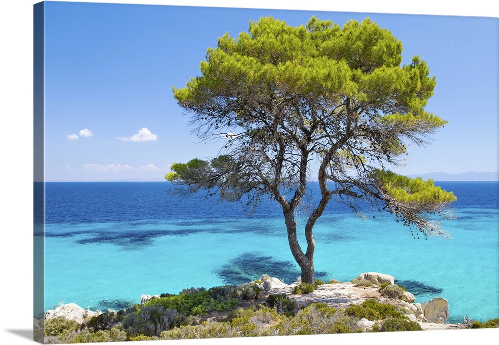 Pine forest tree by the sea in Halkidiki, Greece.