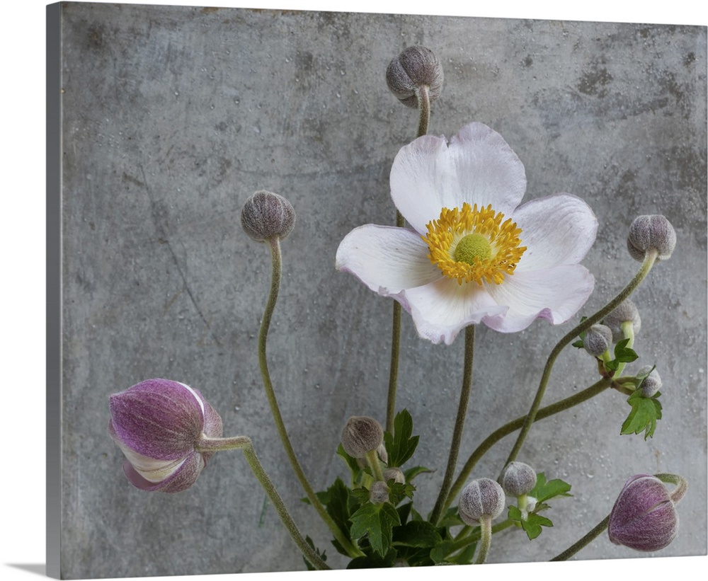 Pink white autumn anemone with many buds macro, concrete gray stone background, detailed texture. Originally fine art stil...