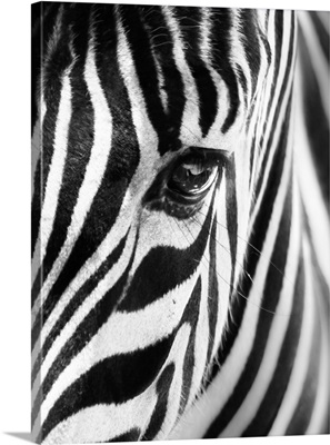 Portrait Of A Zebra In Black And White