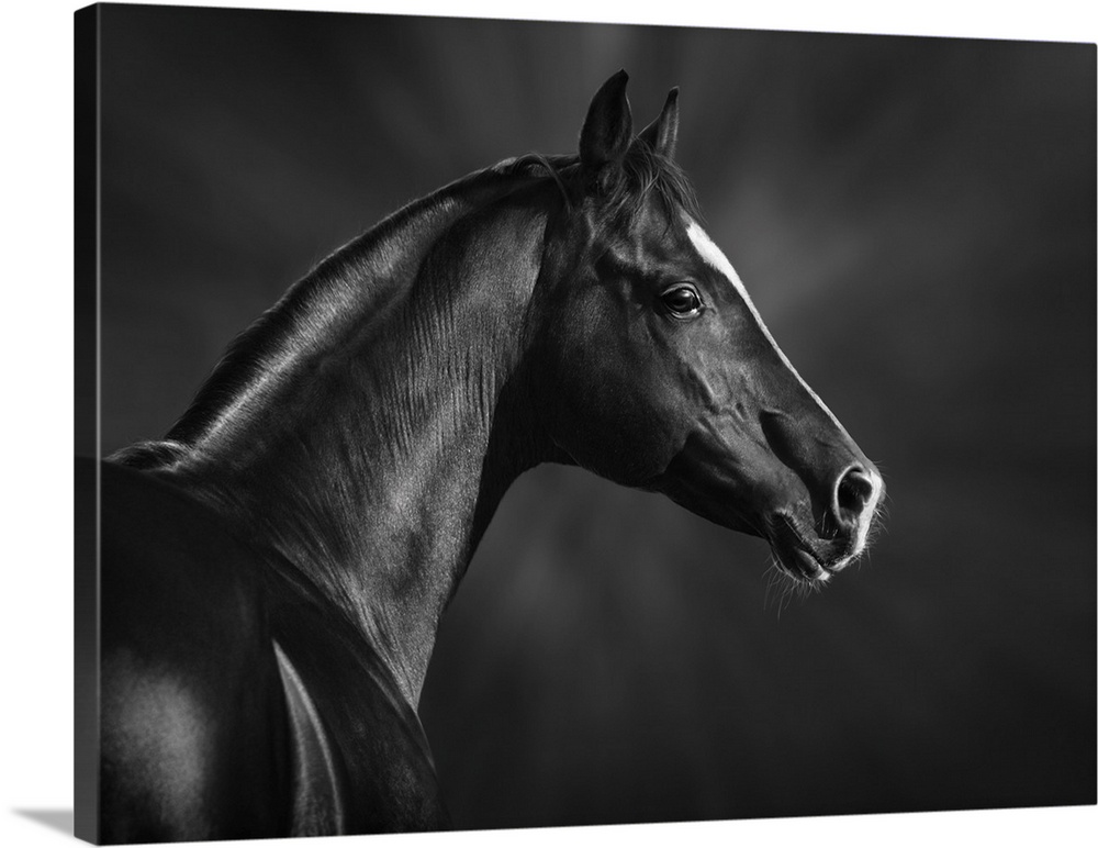 Black and white portrait of an Arabian stallion.