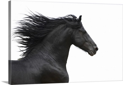 Portrait Of Galloping Friesian Horse