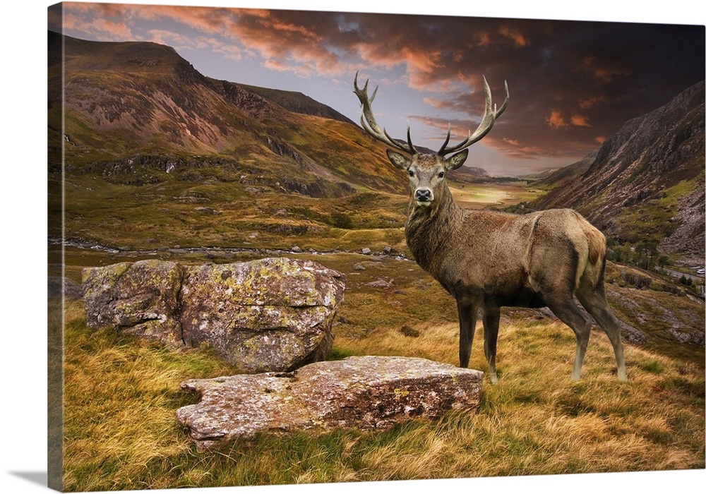 Red Deer Stag In Moody Dramatic Mountain Sunset Wall Art, Canvas Prints,  Framed Prints, Wall Peels