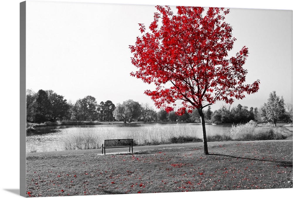 Empty park bench under red tree in black and white.