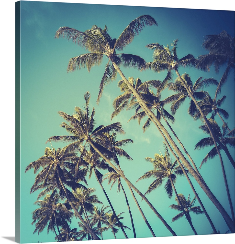 Retro vintage style photo of diagonal palm trees in Hawaii.