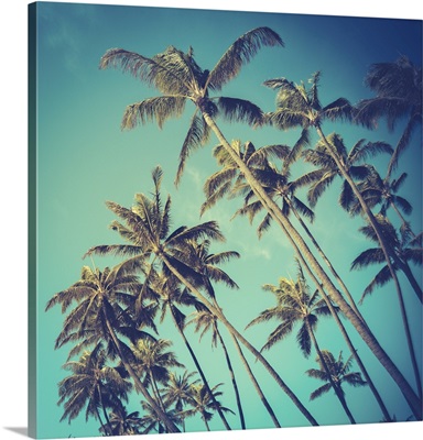 Retro Diagonal Palm Trees In Hawaii