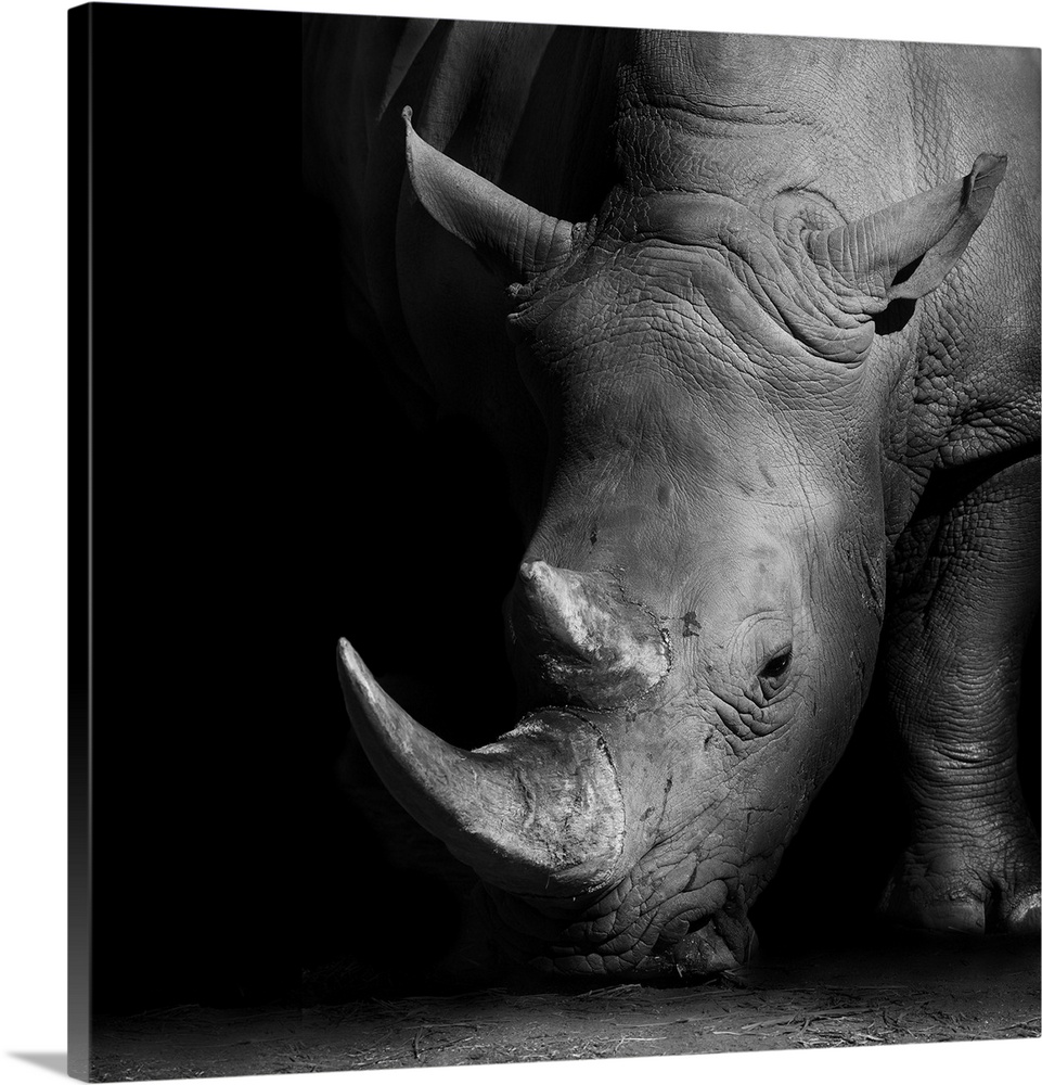 Wild African white rhino in monochrome.