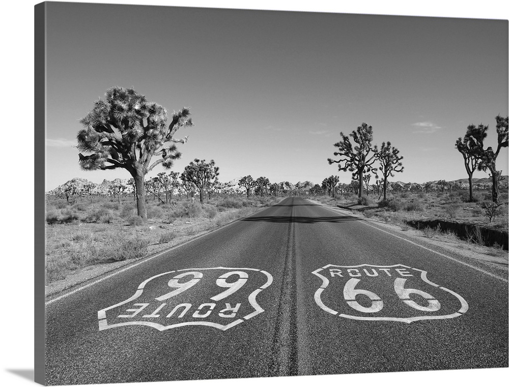 Mojave desert route 66 pavement sign with Joshua trees in black and white.