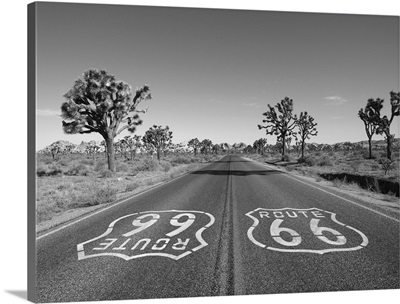 Route 66 With Joshua Trees In Black And White