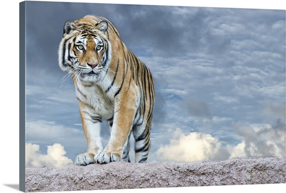 Siberian tiger ready to attack looking at you in the rocks background.