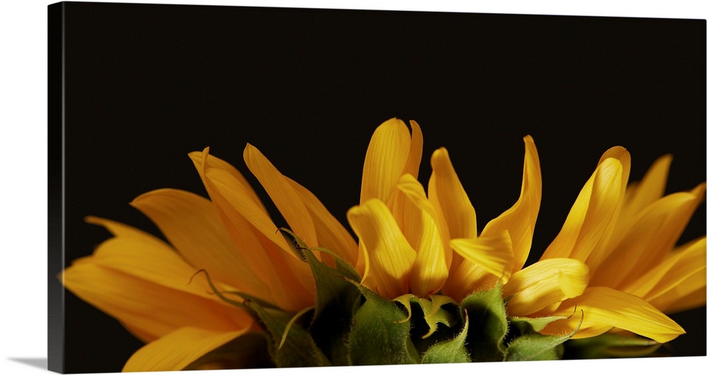 Side View Of Yellow Sunflower Petals