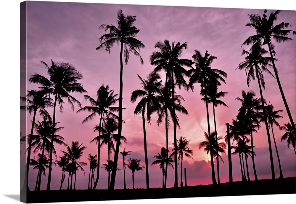 Silhouetted of coconut tree during sunset.