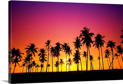 Silhouetted Of Coconut Tree During Sunset
