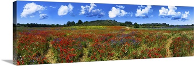 Summer Flower Field In France