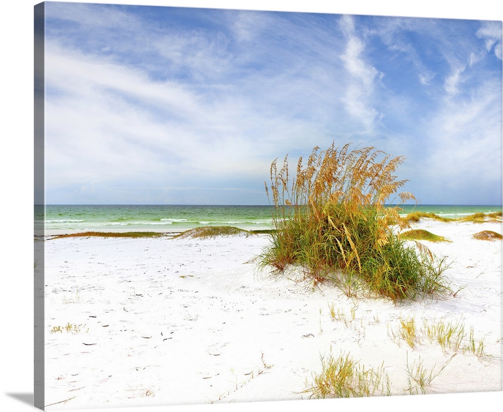 Summer landscape with sea oats and grass dunes on a beautiful Florida beach.