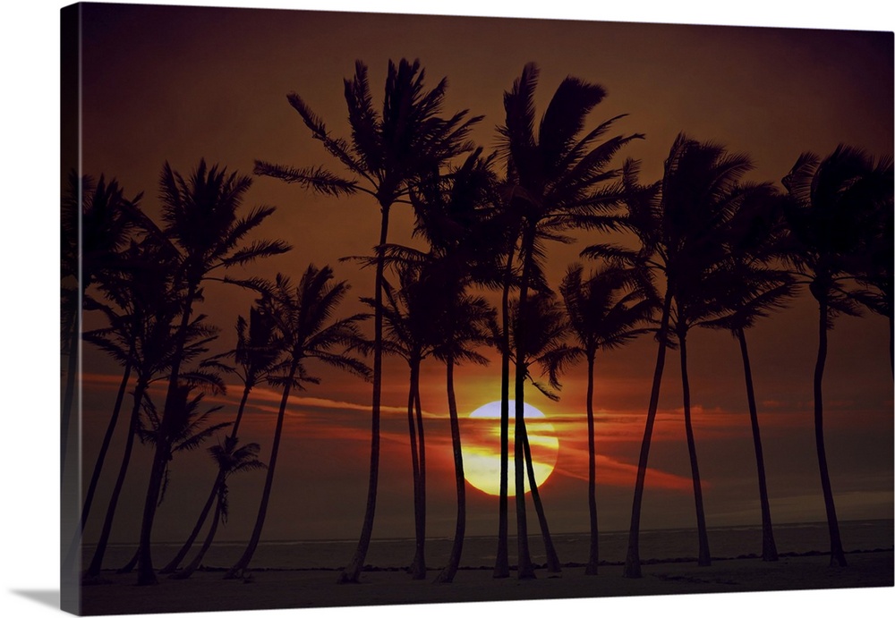 Sunrise silhouette of tall palm trees in Hawaii.