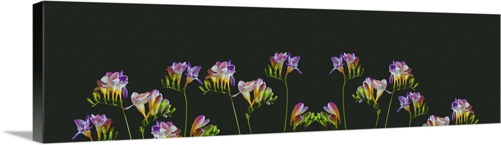 Surrealistic collage of many colorful freesias, blooms, and buds on green background.