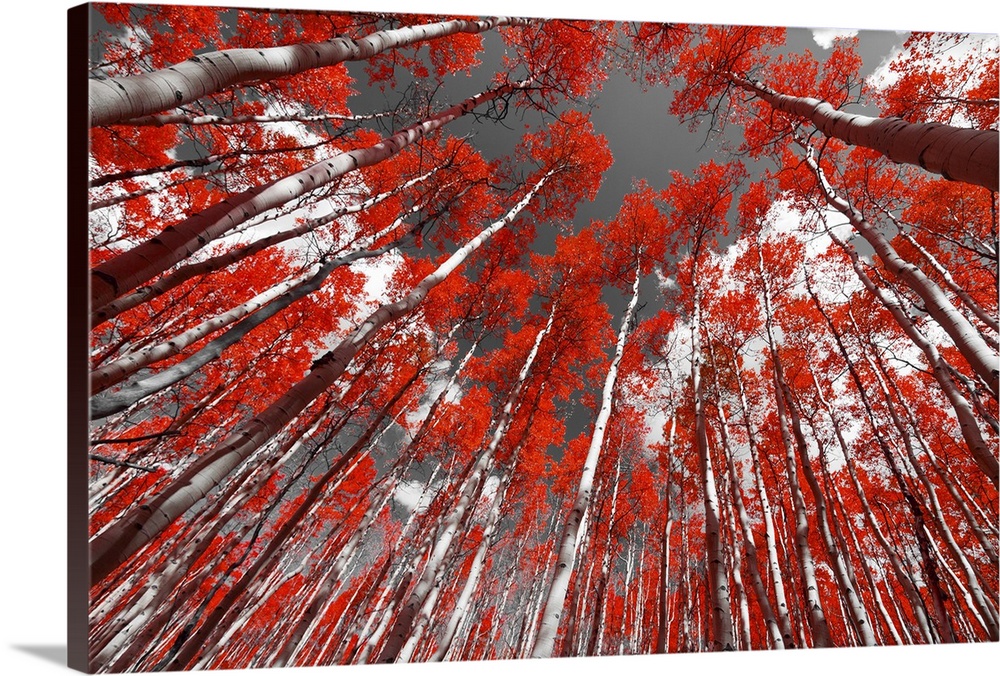 Forest of red trees on a black and white background.