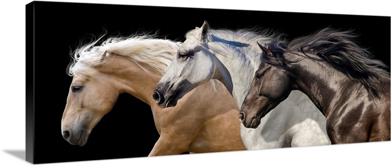 Three Horse Portrait In Motion Wall Art, Canvas Prints, Framed Prints ...