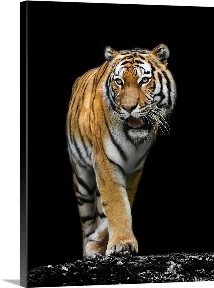 A tiger on black background.