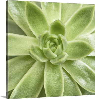 Top View Of A Succulent Plant
