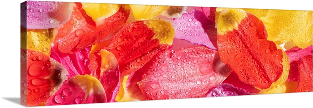 Top view of bright tulip petals with water drops, panoramic shot.