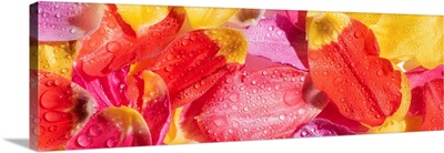 Top View Of Bright Tulip Petals With Water Drops, Panoramic Shot