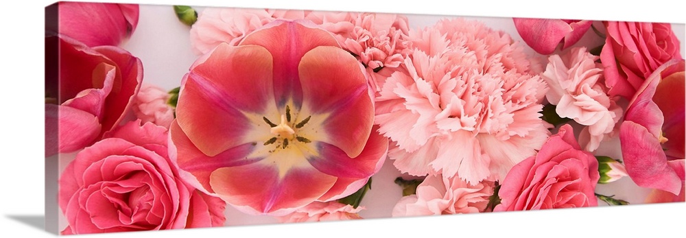 Panoramic of pink spring flowers on white background.