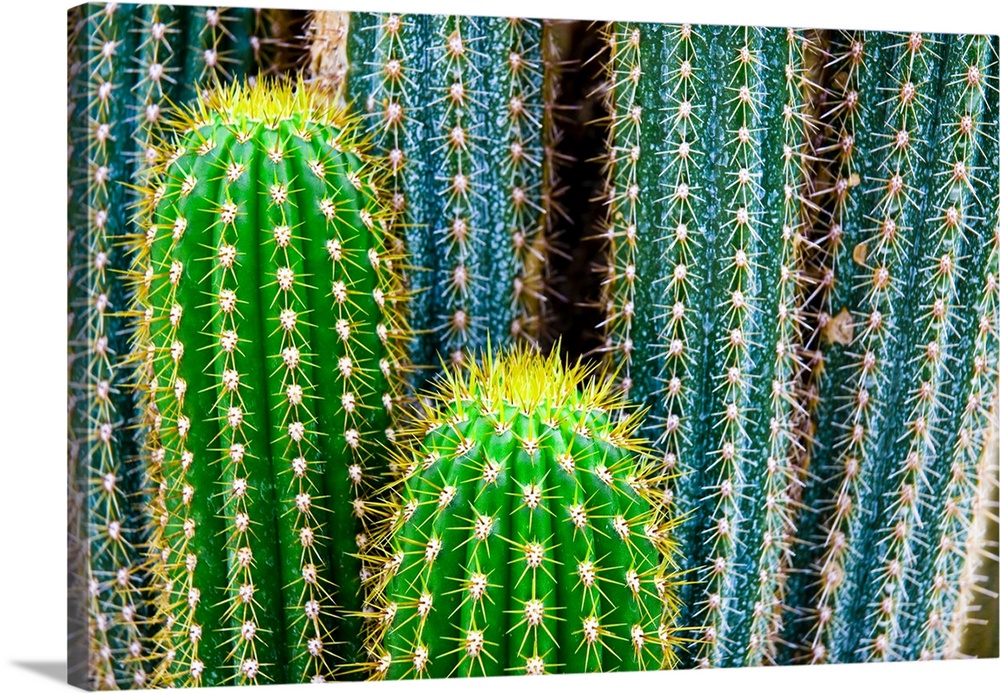 Tropical Green Cactus