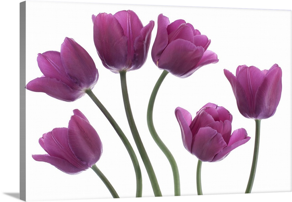 Studio shot of purple colored tulip flowers on white background. National flower of The Netherlands, Turkey, and Hungary.