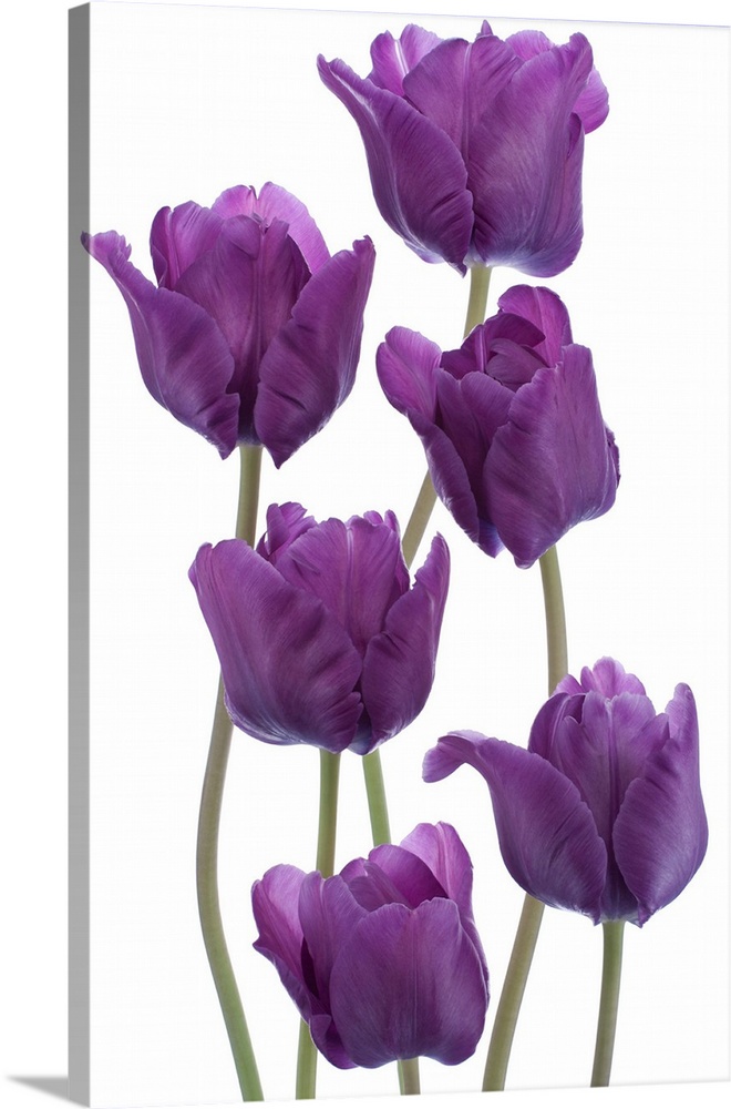 Studio shot of purple colored tulip flowers isolated on white background. Large depth of field (DOF). Macro. National flow...