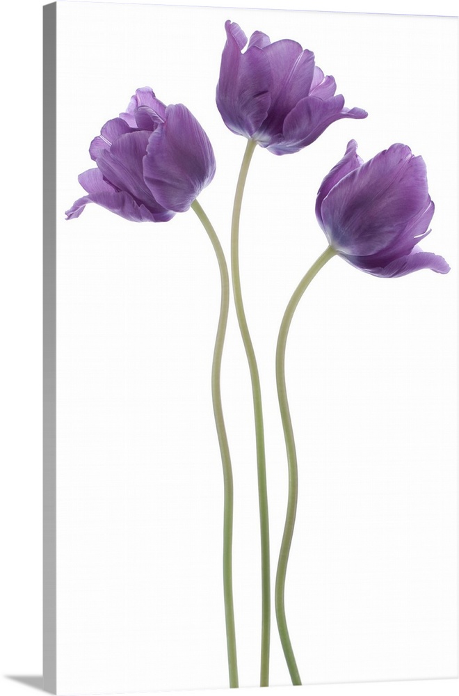 Studio shot of violet colored tulip flowers isolated on a white background. Large depth of field (DOF). Macro. National fl...