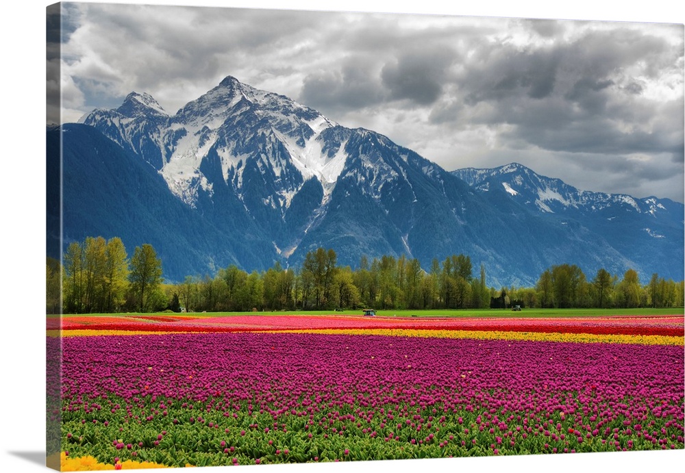 A vibrant field of tulips with a majestic snow-capped mountain in background.