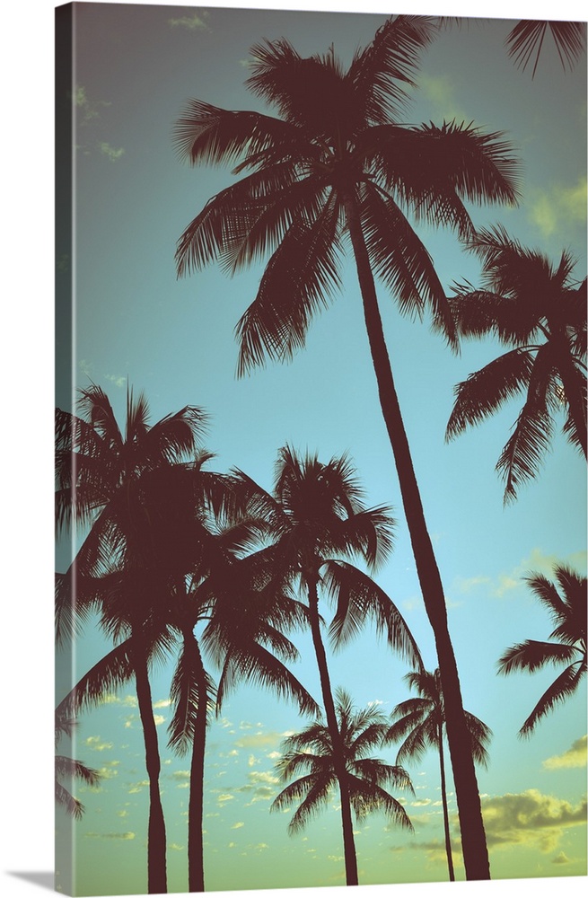 Filtered vintage retro styled palm trees in Hawaii.