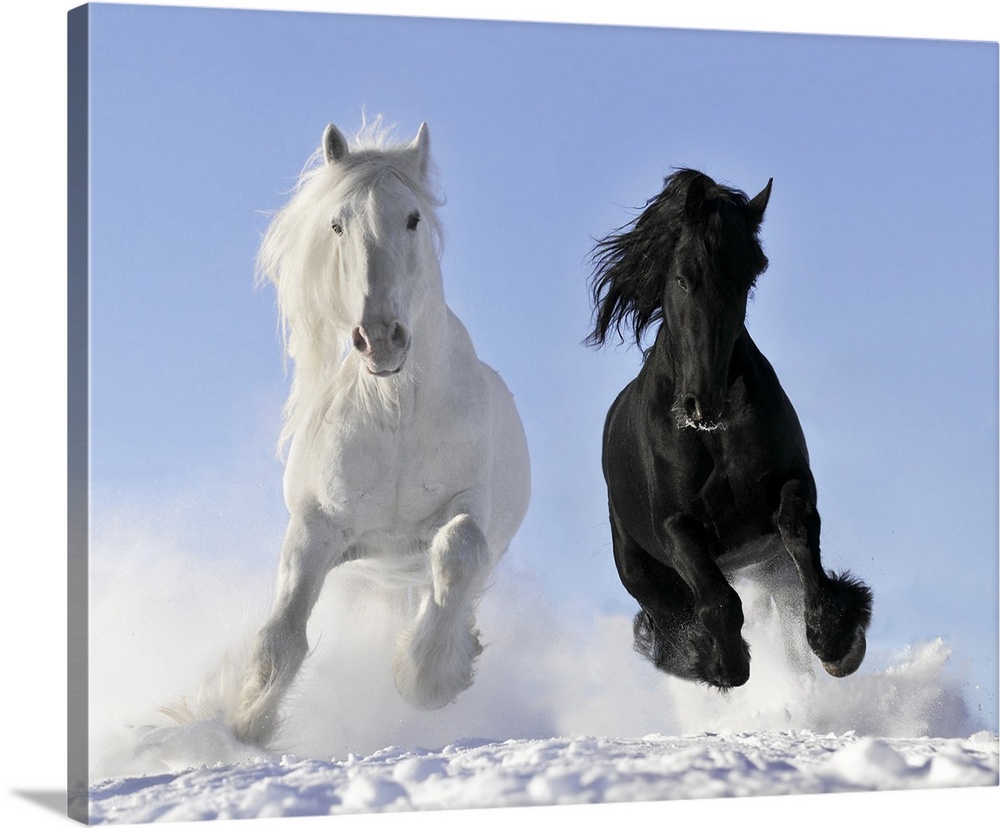 White and black horse in winter.