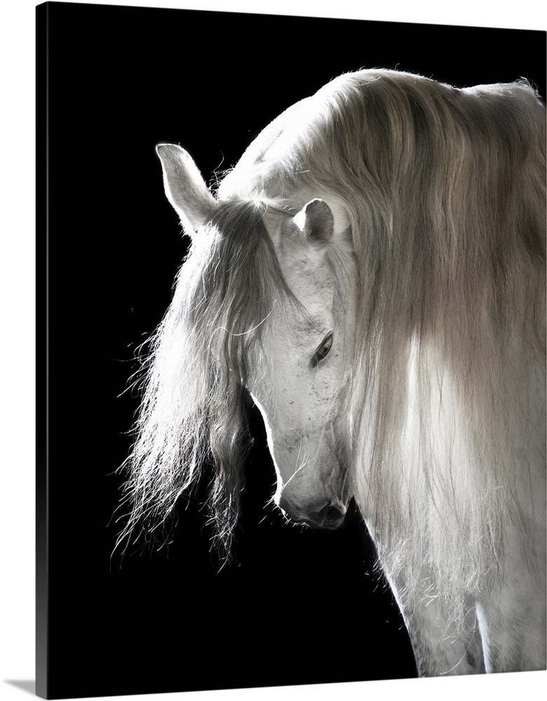 White Andalusian horse on black background.