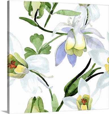 White Aquilegia Flowers