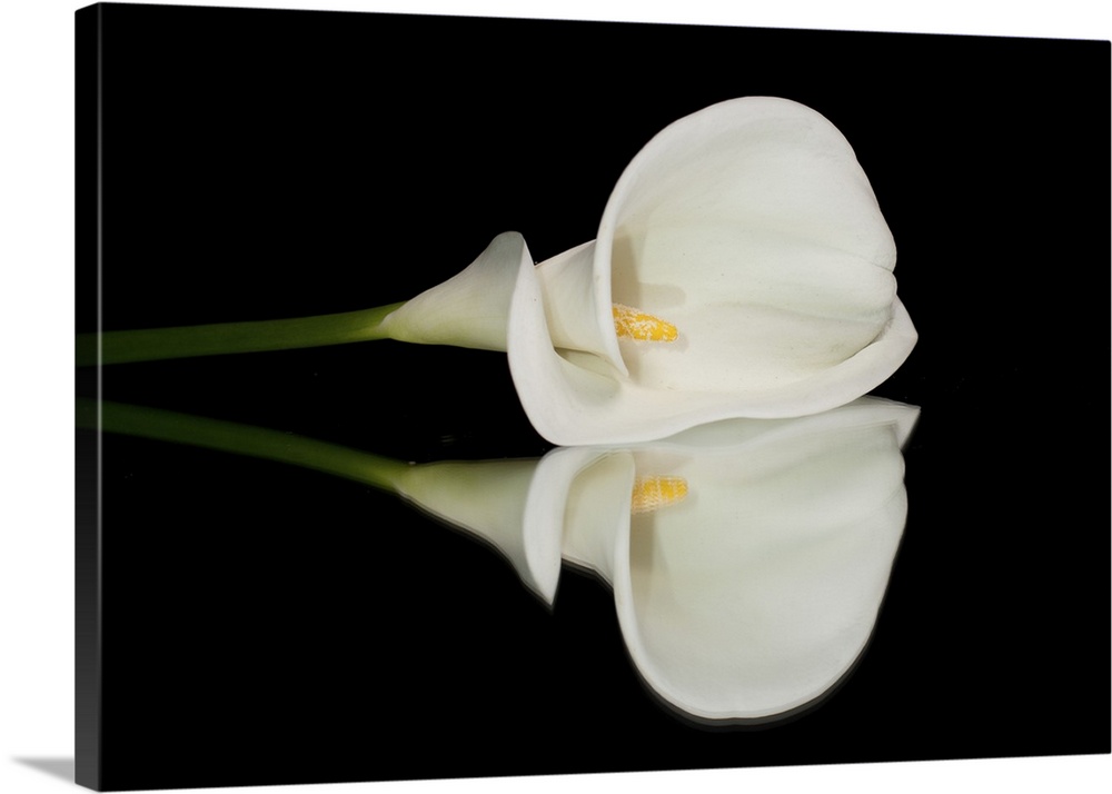 Single white calla lilly isolated on black background with reflection.