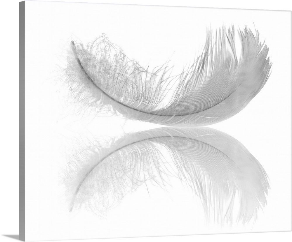 White swan feather isolated on white background.