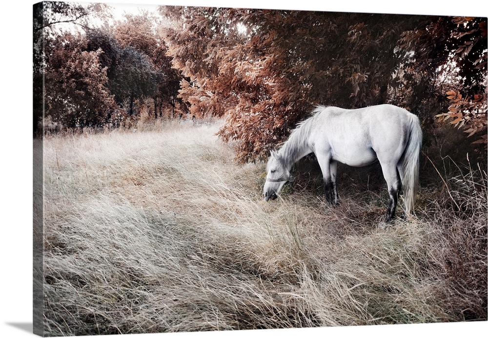 Artistic image of a beautiful white horse.