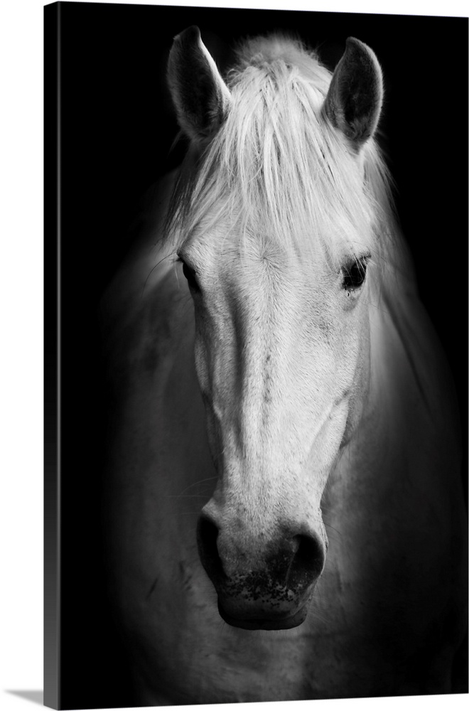 White Horse Portrait In Black And White