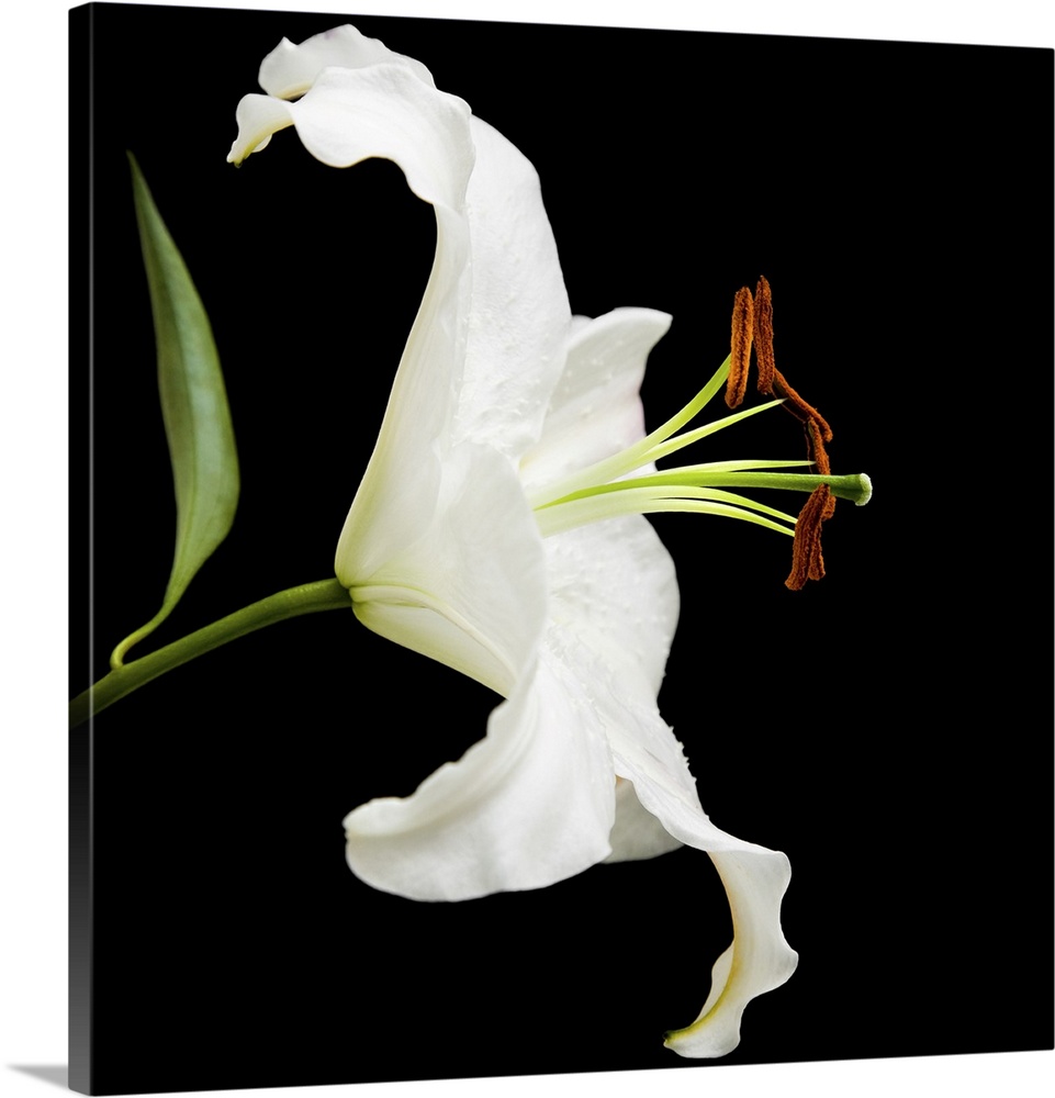 White lily flower isolated on black background.